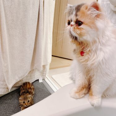 お風呂は嫌いなのに、お風呂場には必ずついて来る見学者。