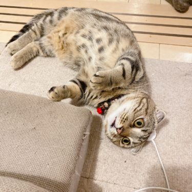 我が家の電池が切れる猫の話。