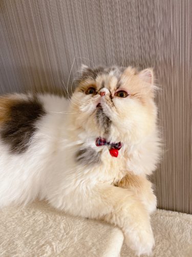 女の子だから、身の周りの小物も可愛く！！！