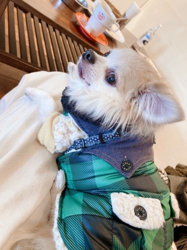 愛犬こーじと二子玉川のドッグカフェ・DOG DEPT CAFEさんへ！