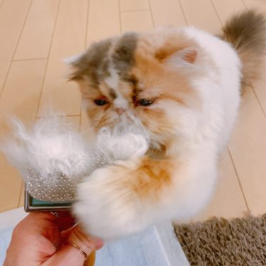 猫の換毛期はいつ始まる？7つの知っておきたい抜け毛対策